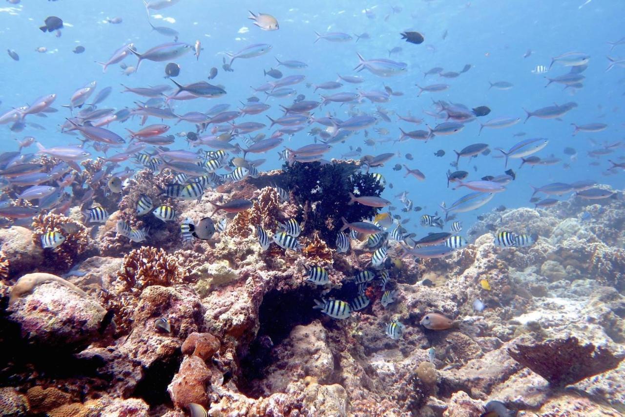 Maleo Moyo Hotel & Dive Resort Moyo Island Zewnętrze zdjęcie